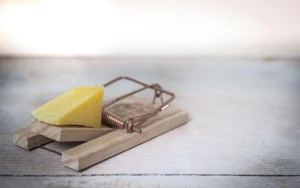 How to Prevent Home Pests without Chemicals