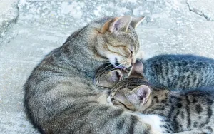 Introducing a New Cat to Your Resident Cat Without the Chaos