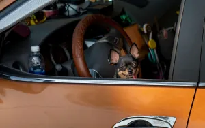 Seat Covers That Survive Kids and Pets: What Actually Works