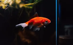 How to Set Up a Low-Tech Planted Aquarium for Beginners