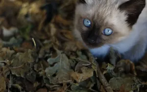 How to Litter Train a Kitten Fast (Without the Mess)