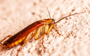 How to Keep Pests Out of Your Augusta Home This Fall