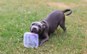 How to Sa Puppy From Biting and Nipping for Good