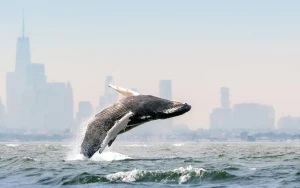 Blue Planet III Embraces Cloudier Footage to Combat AI Doubts and Prove Authenticity