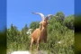 Netflix to Debut $191M Sony Animated Hit GOAT Starring Caleb McLaughlin