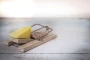 How to Prevent Home Pests without Chemicals