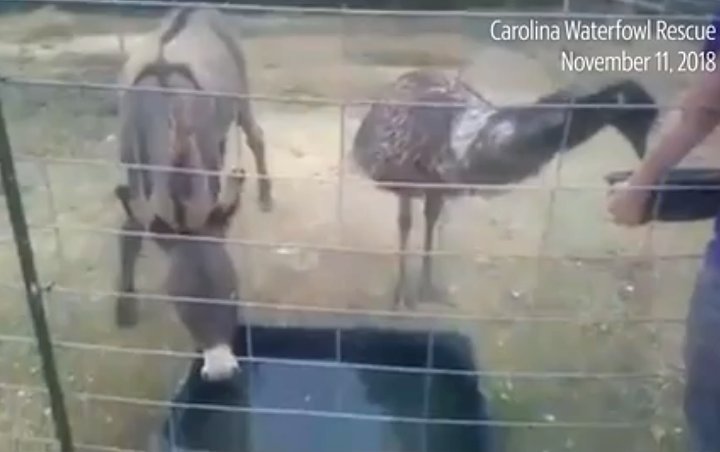 Inseparable Donkey and Emu Find New Home at Jeffrey Dean Morgan's Farm