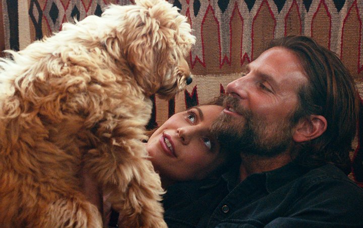 Bradley Cooper Nails Best Director Title From PETA's 'Oscat' Awards