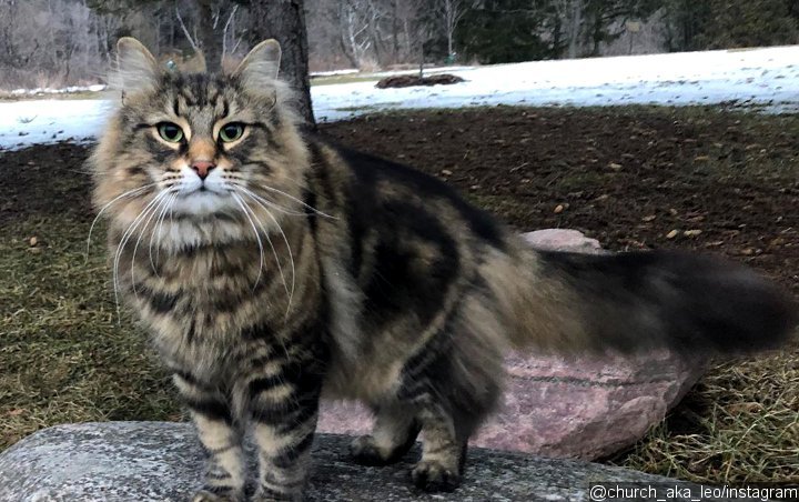 'Pet Sematary' Star Leo the Cat Has Died