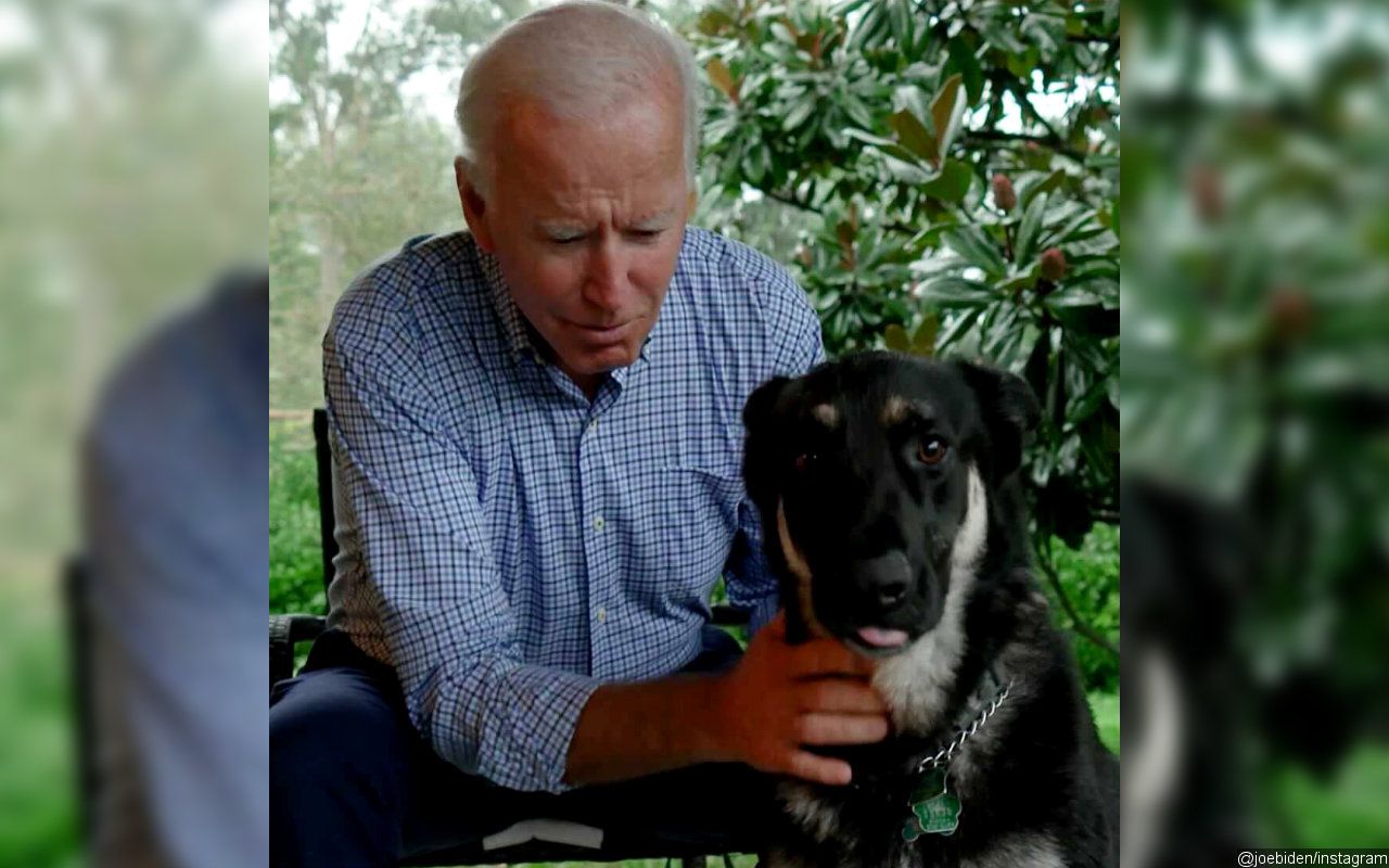 President Biden's Dog Major Still Needs Adjustment After Involved in Second Biting Incident