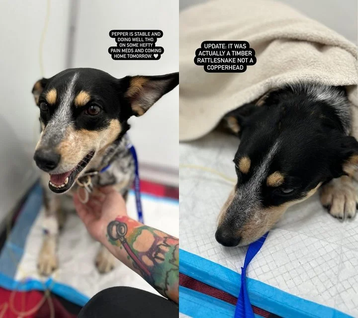 Kacey Musgraves shares update on her injured dog