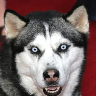 Eight Below World Premiere
