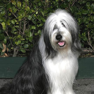 Coal the Dog; in The Shaggy Dog World Premiere