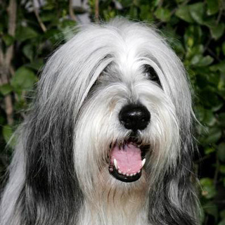 Coal the Dog; in The Shaggy Dog World Premiere
