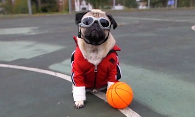 Fall Out Boy Premieres 'Irresistible' Ft. Demi Lovato in Doug the Pug-Starring Video