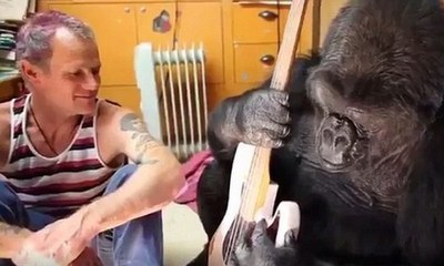 Watch: Red Hot Chili Peppers' Flea Gives Koko the Gorilla Music Lesson!
