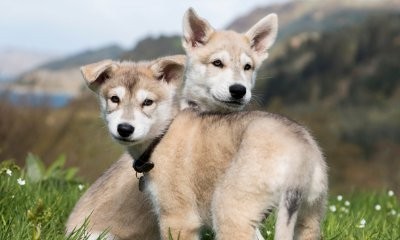 Starz's 'Outlander' Finds Its Rollo. Meet the Cute Puppies!