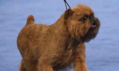 'Little Chewbacca' Wins 2017 National Dog Show