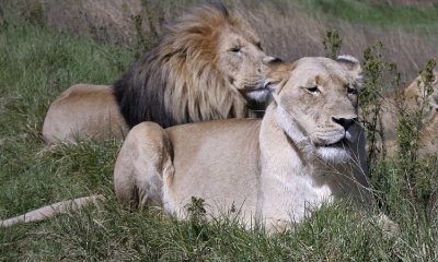 Suspected Poacher Eaten by Lions in South Africa
