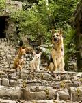 'Beverly Hills Chihuahua' Still the Top Dog at Box Office