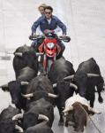 Tom Cruise and Cameron Diaz Filming 'Knight and Day' With Bulls