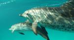 The Cove's Activists Took Part in Whale Sting at California Eatery