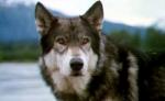 Disney Brings Back 'White Fang'