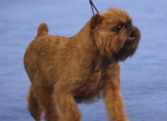 'Little Chewbacca' Wins 2017 National Dog Show