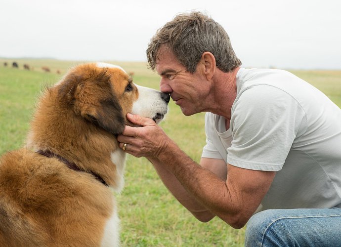 PETA Calls for Boycott of 'A Dog's Purpose' After On-Set Video Suggesting Animal Cruelty Leaks