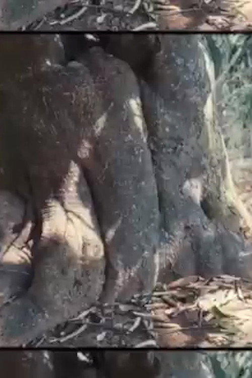 The Tree