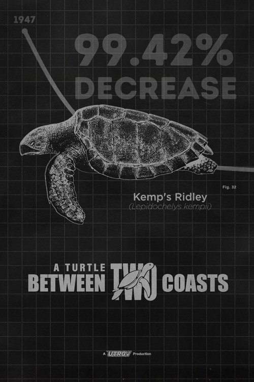 A Turtle Between Two Coasts