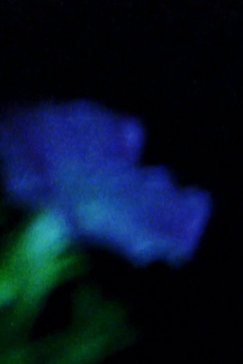 Night Folly