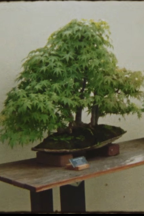 Picture A Tree