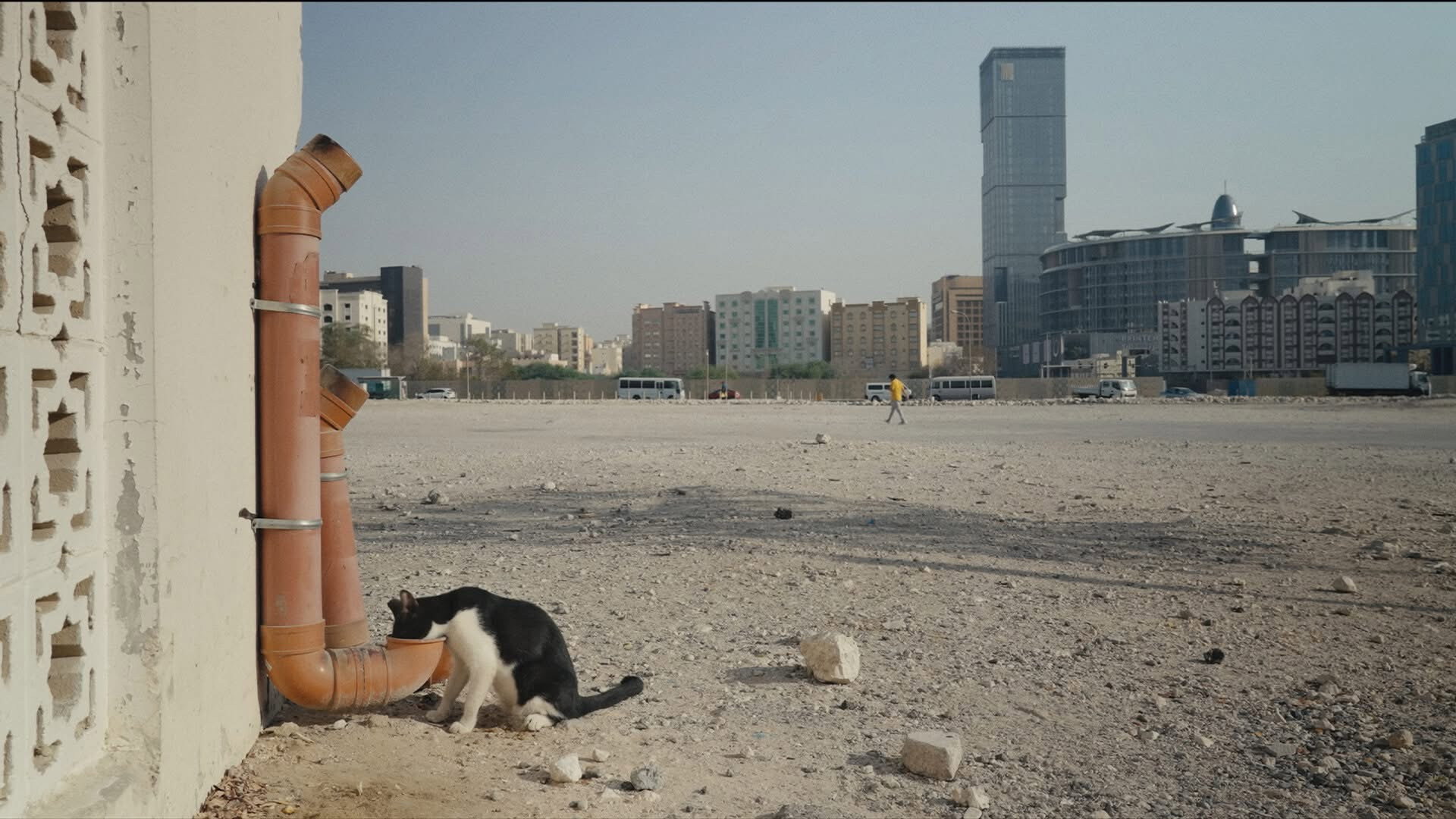 25 Cats from Qatar (2026)