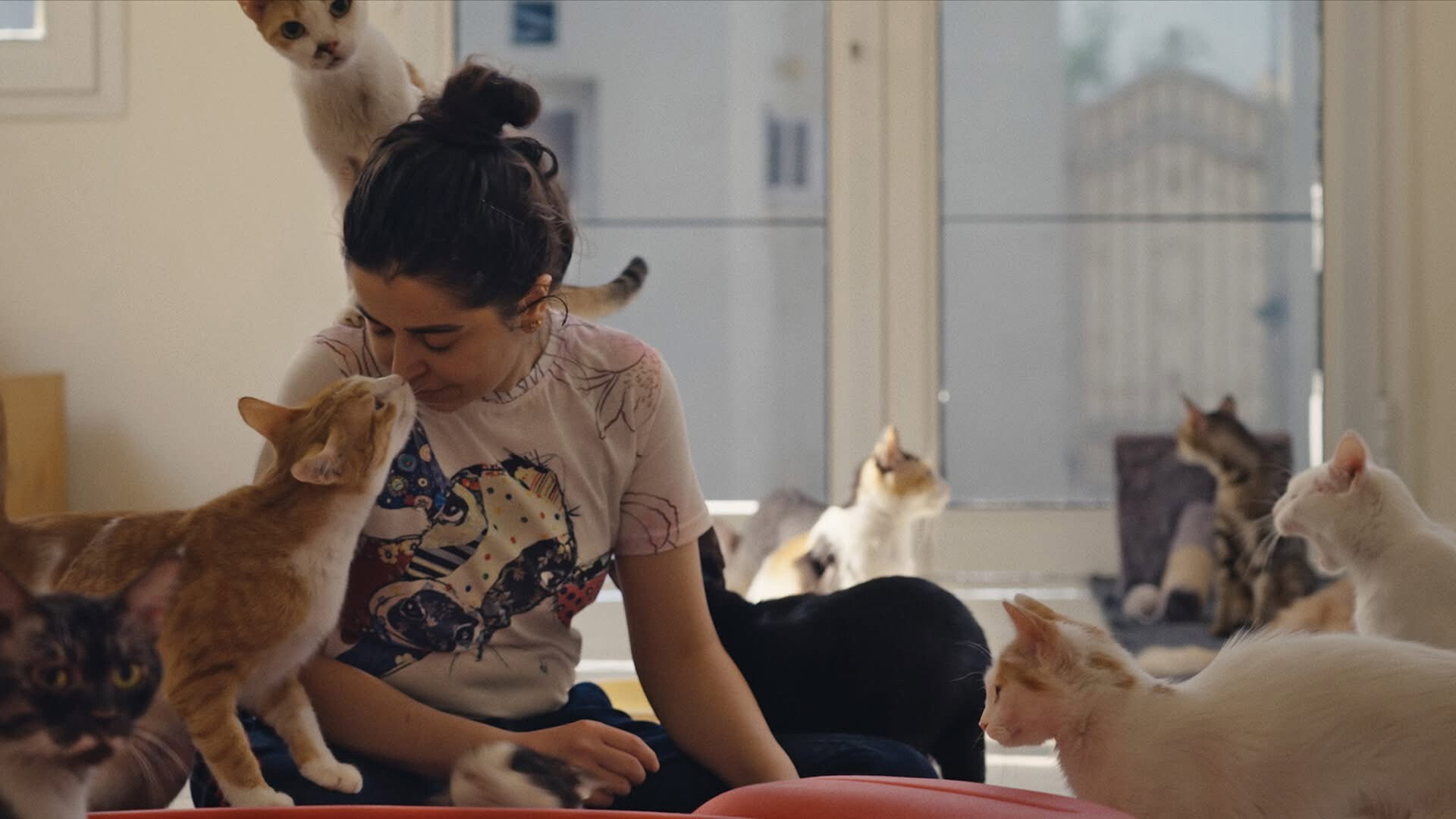 25 Cats from Qatar (2026)