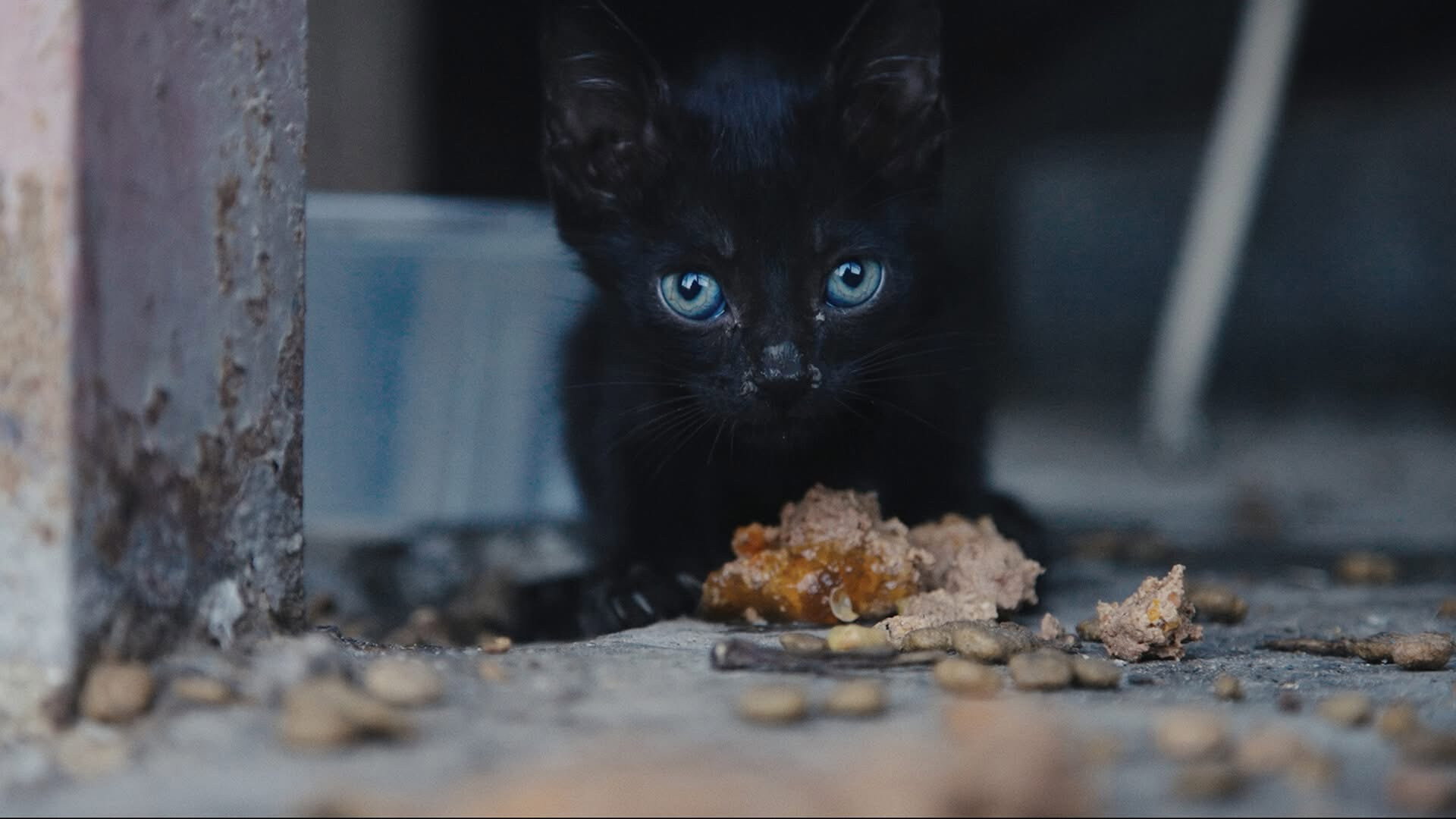 25 Cats from Qatar (2026)