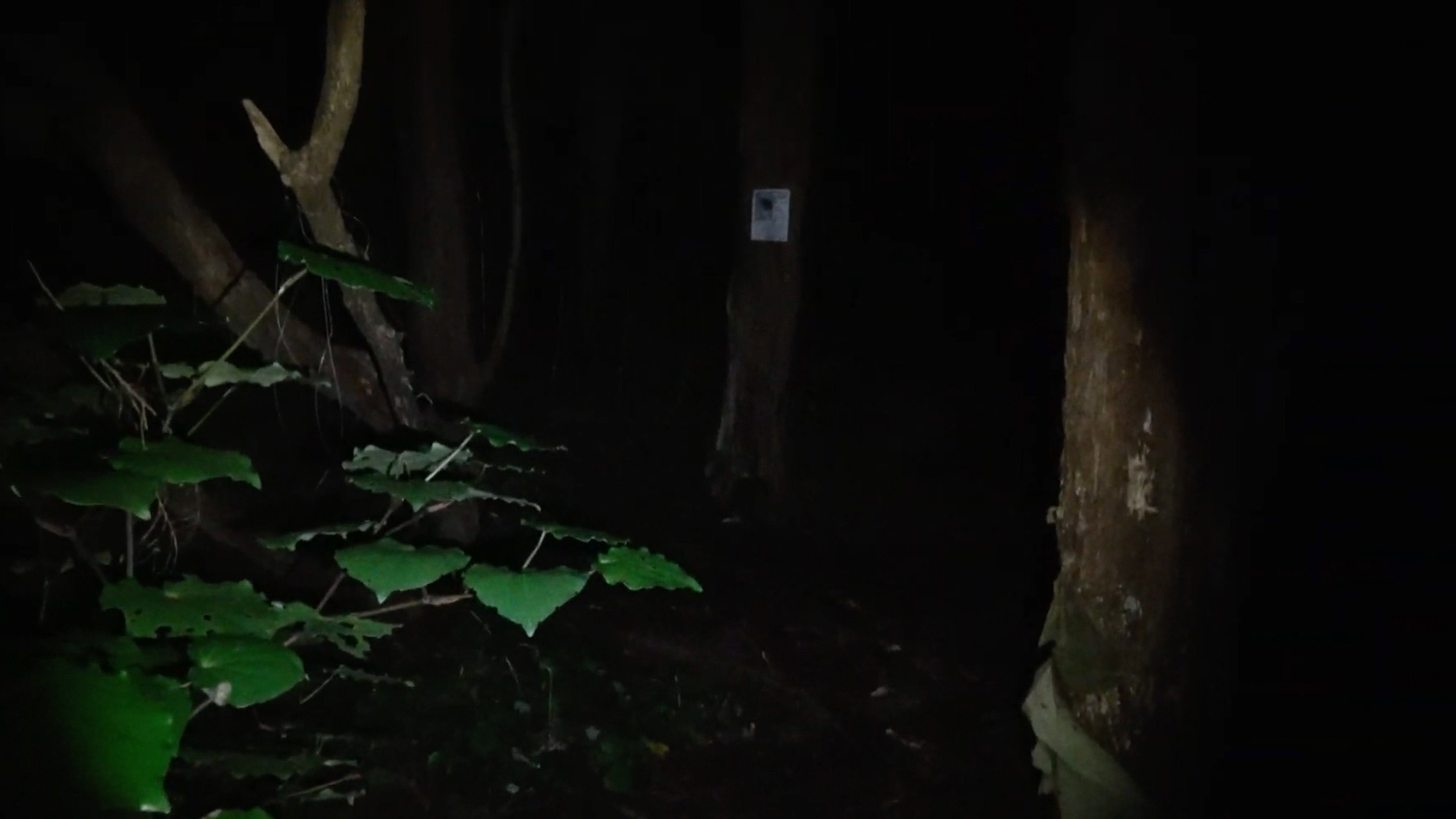 Grey_Pines.Mov (2026)