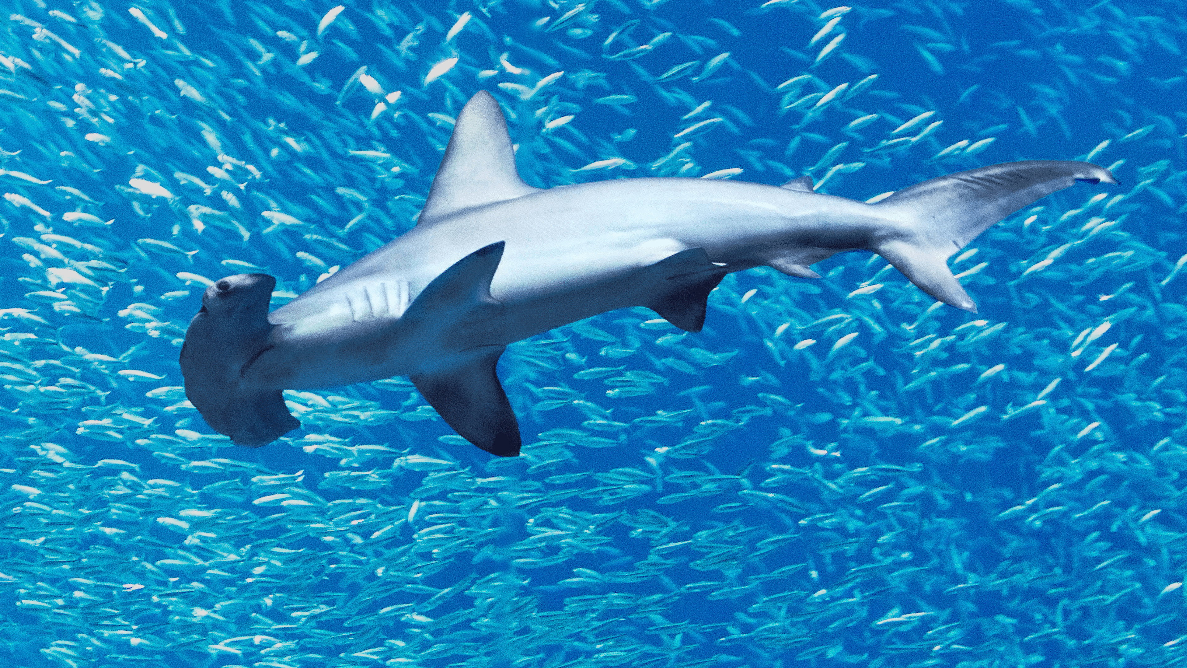 Hammerhead Sharks Up Close with Bertie Gregory (2026)