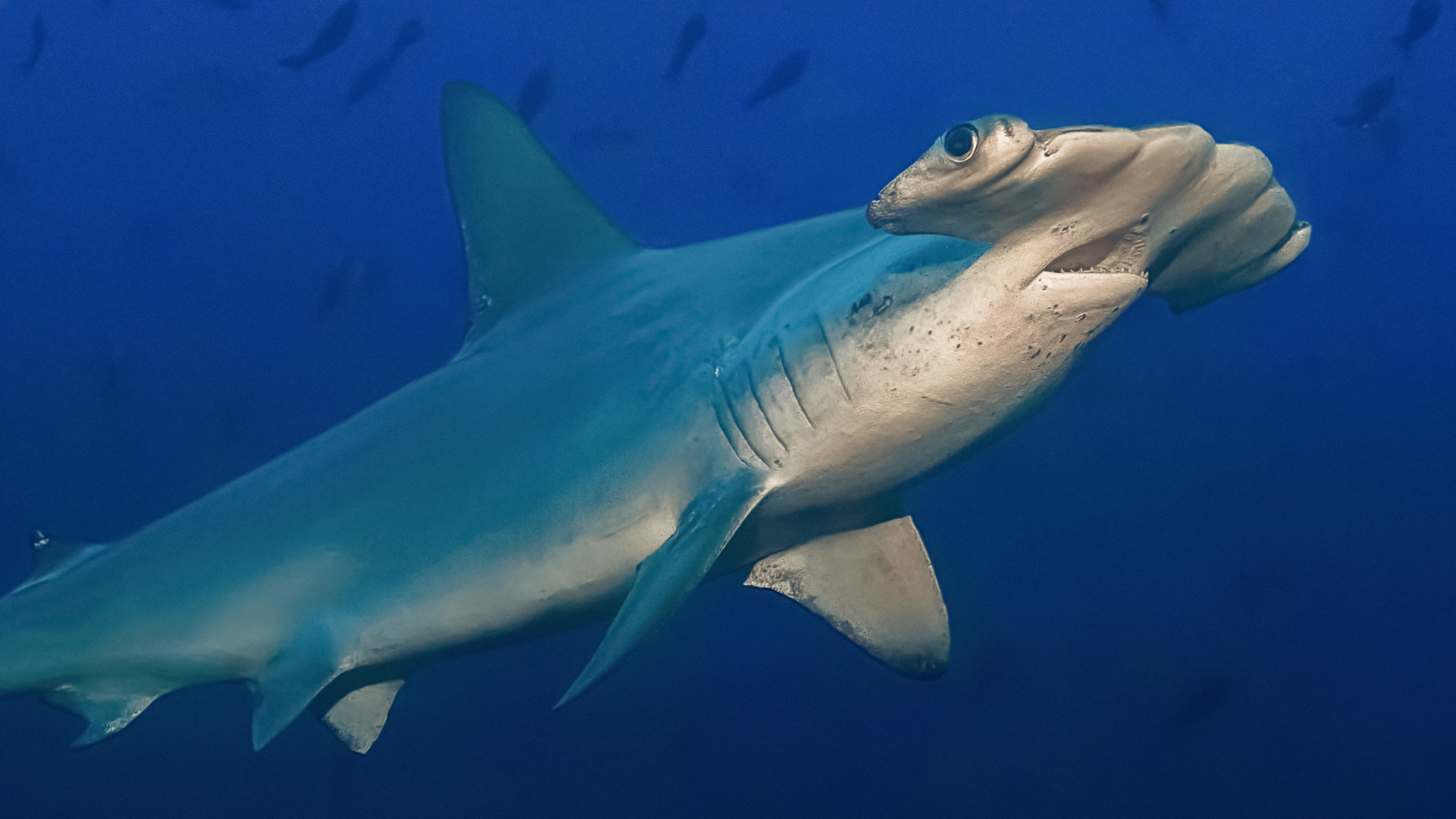 Hammerhead Sharks Up Close with Bertie Gregory (2026)