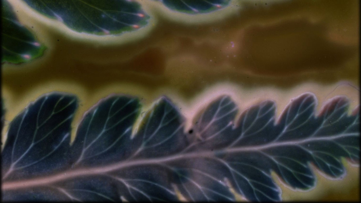 Phytophonics (2026)