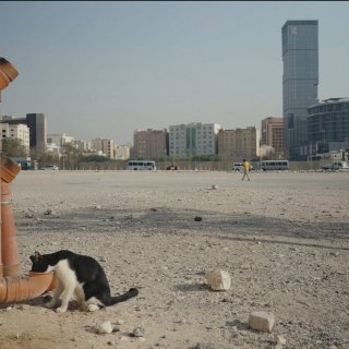 25 Cats From Qatar Picture 2