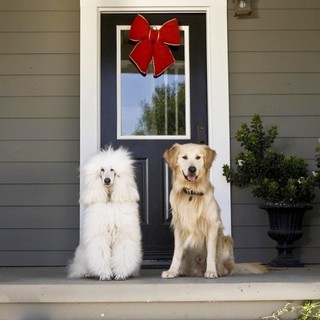 A scene from Hallmark Channel's A Christmas Wedding Tail (2011)