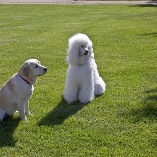 A scene from Hallmark Channel's A Christmas Wedding Tail (2011)