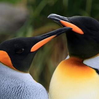 A scene from Cinedigm's Adventures of the Penguin King (2013). Photo credit by Danny Spencer.