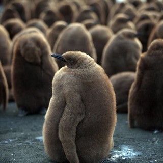 A scene from Cinedigm's Adventures of the Penguin King (2013). Photo credit by Danny Spencer.
