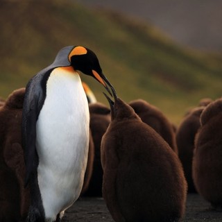 A scene from Cinedigm's Adventures of the Penguin King (2013). Photo credit by Danny Spencer.
