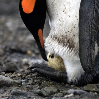 A scene from Cinedigm's Adventures of the Penguin King (2013). Photo credit by Danny Spencer.