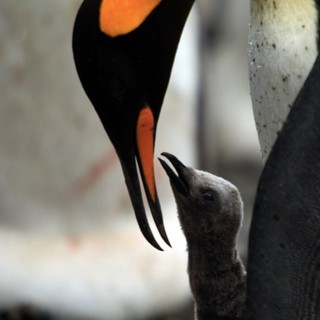 A scene from Cinedigm's Adventures of the Penguin King (2013). Photo credit by Danny Spencer.