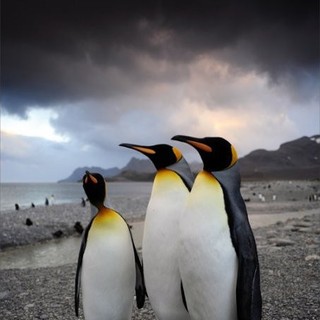 Adventures Of The Penguin King Picture 10