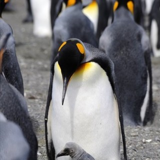 Adventures Of The Penguin King Picture 13